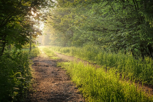 Weg im Wald Sonnenlicht