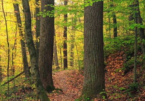 wald herbst1