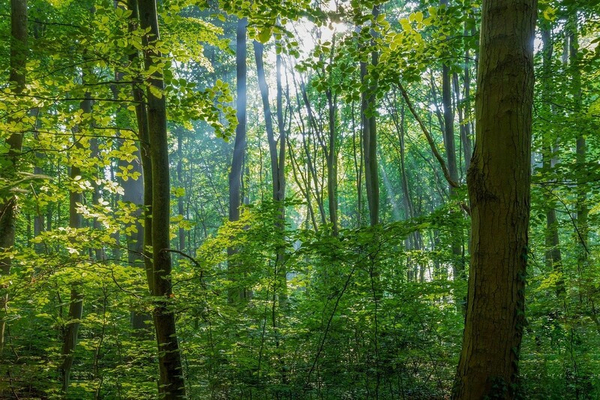 Wald im Sommer grünes Laub