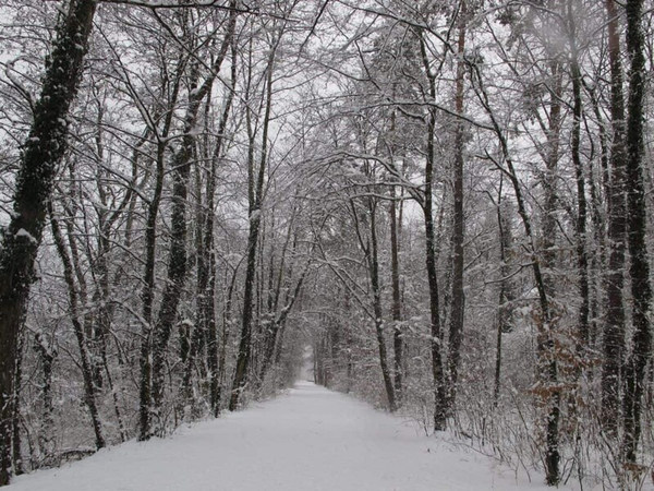 verschneiter Weg im Winterwald