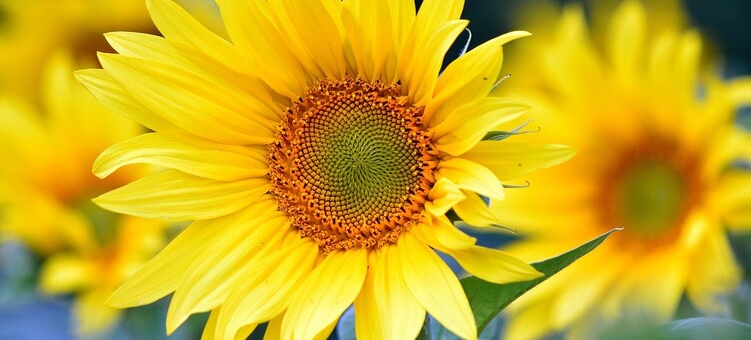 Sonnenblumen