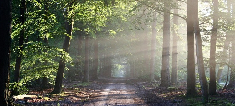 Sonnenstrahlen zwischen den Bäumen im Wald